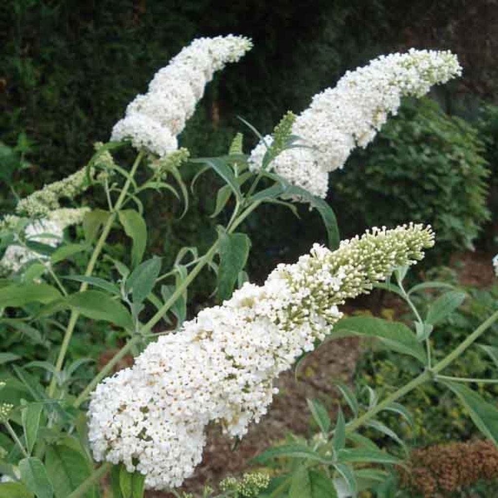 Buddleia davidii White Profusion - Arbre aux papillons