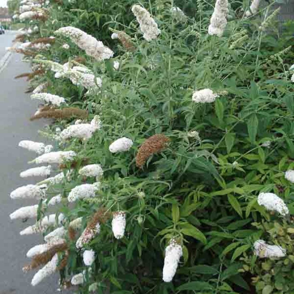 Buddleia davidii White Profusion - Arbre aux papillons