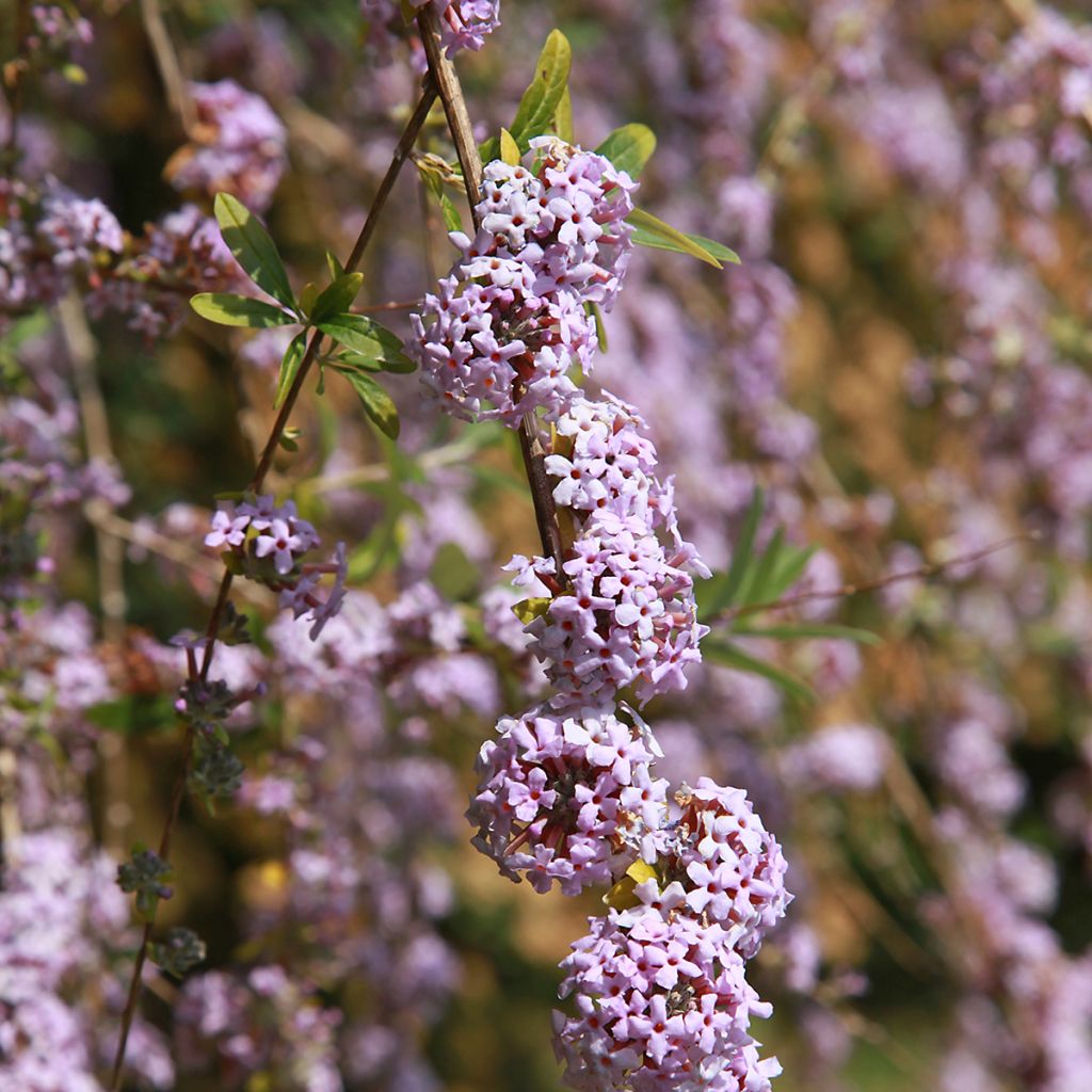 Buddleja alternifolia - Albero delle farfalle