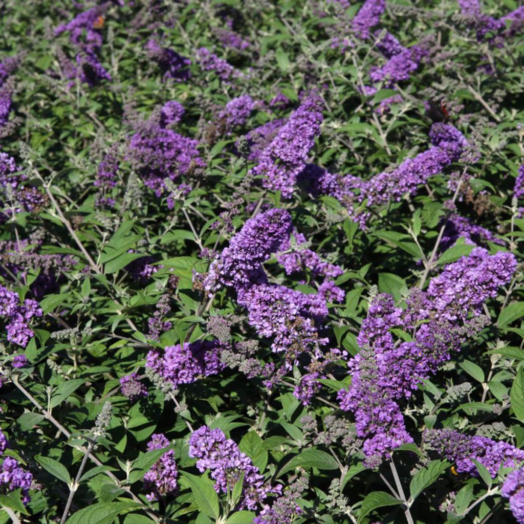 Buddleia Blue Chip - Arbre aux papillons nain