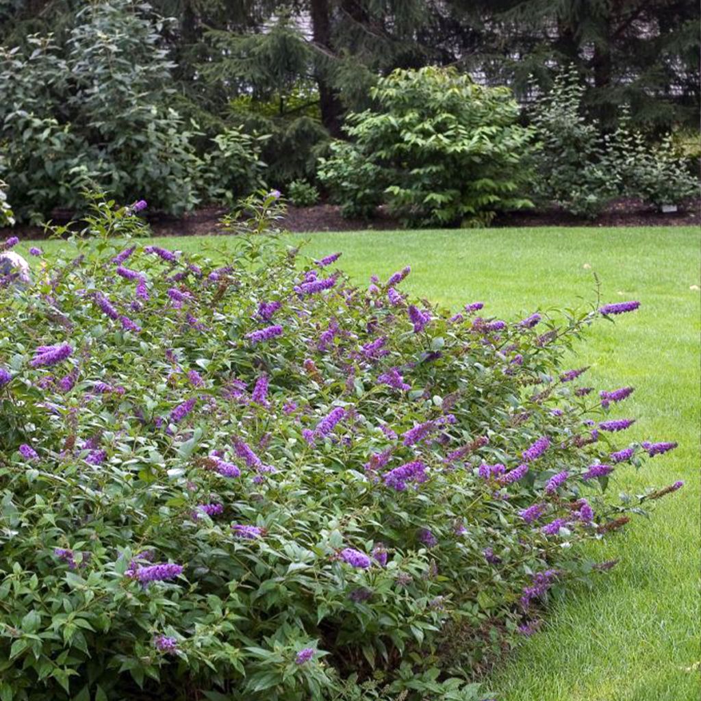 Buddleia Blue Chip - Arbre aux papillons nain