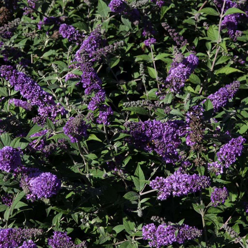 Buddleia Blue Chip - Arbre aux papillons nain