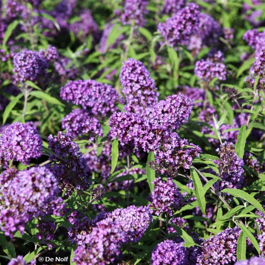 Albero delle farfalle Purple Emperor