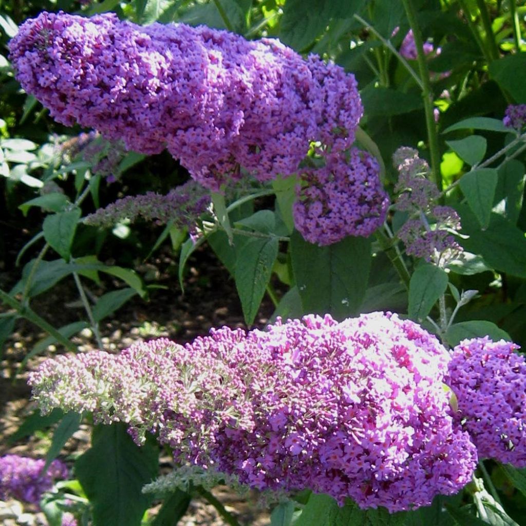 Buddleia davidii Rêve de Papillon Pink - Arbre aux papillons