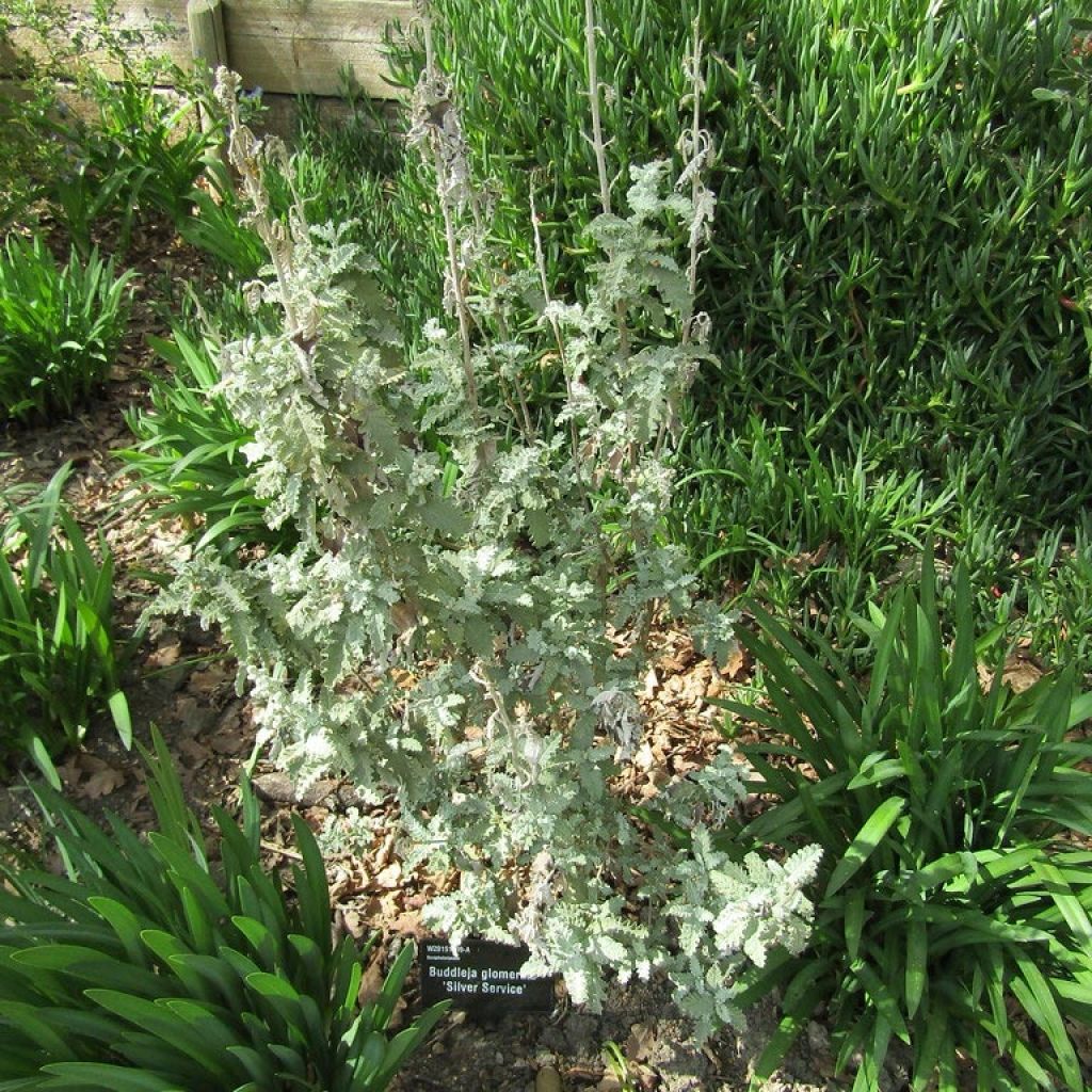 Buddleja glomerata Silver Service - Albero delle farfalle