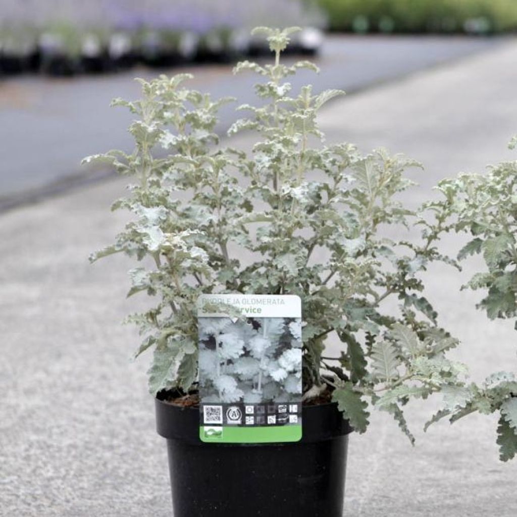 Buddleja glomerata Silver Service - Albero delle farfalle