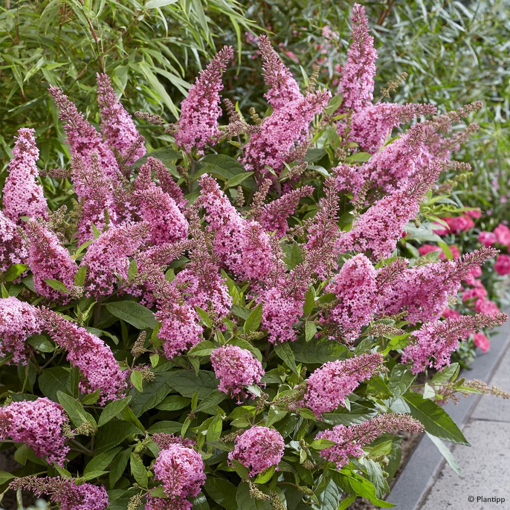 Albero delle farfalle Butterfly Candy Little Pink