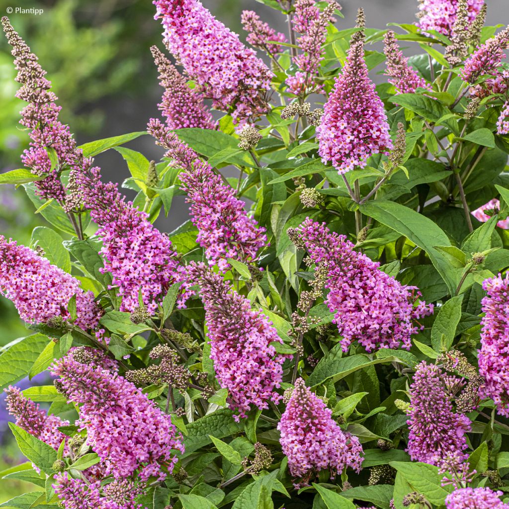 Albero delle farfalle Butterfly Candy Little Pink