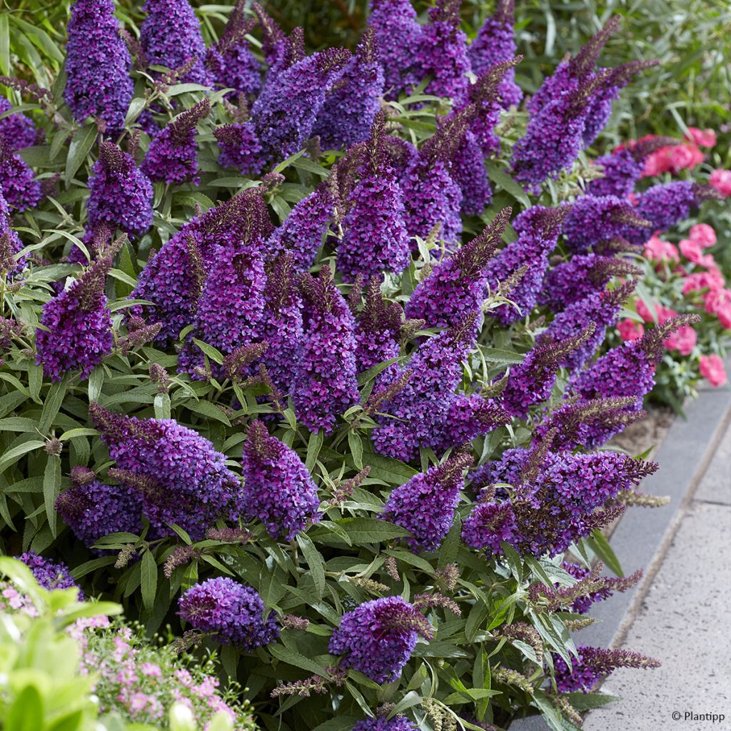 Albero delle farfalle Butterfly Candy Little Purple