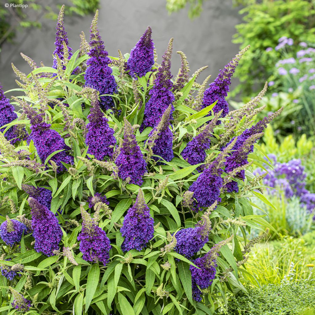 Albero delle farfalle Butterfly Candy Little Purple