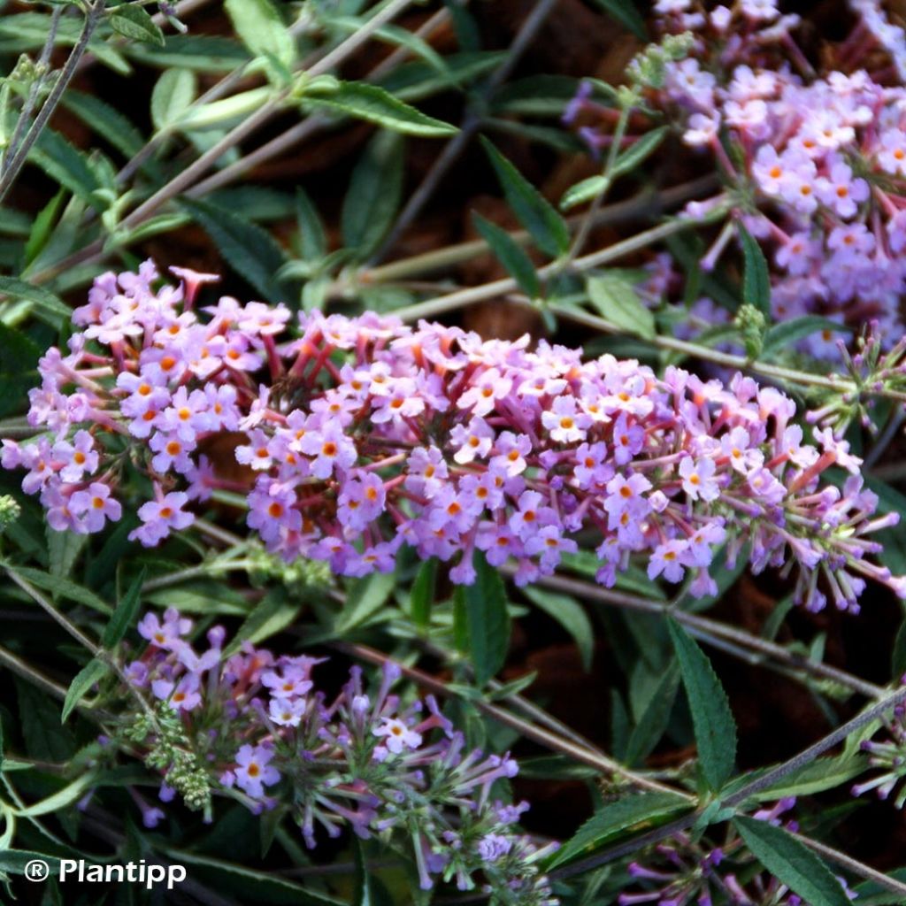 Buddleja Free Petite Lavender Flow - Arbre aux papillons