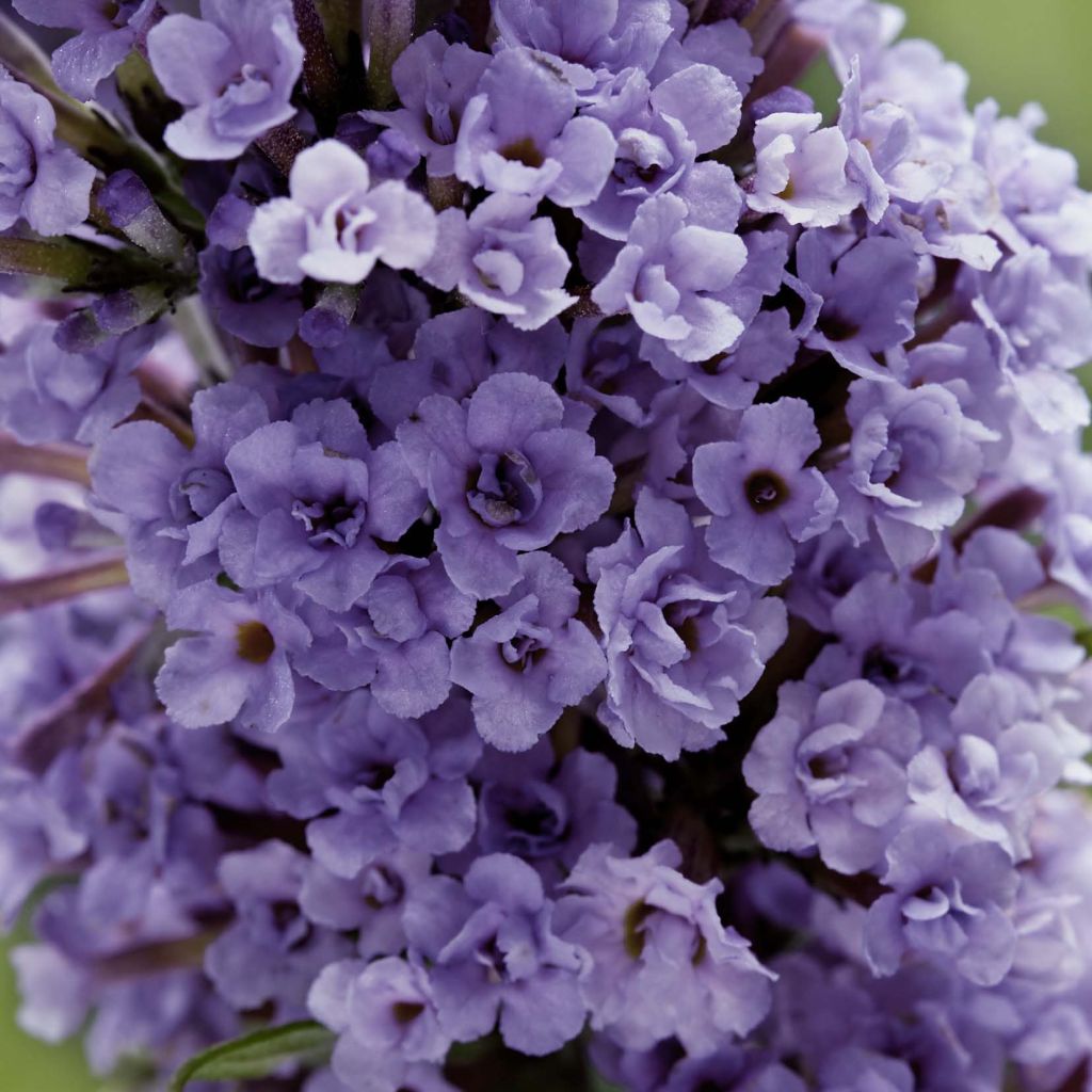 Buddleja High Five Purple - Arbre aux papillons