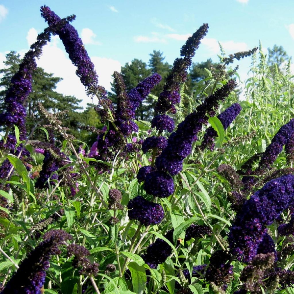 Albero delle farfalle Black knight