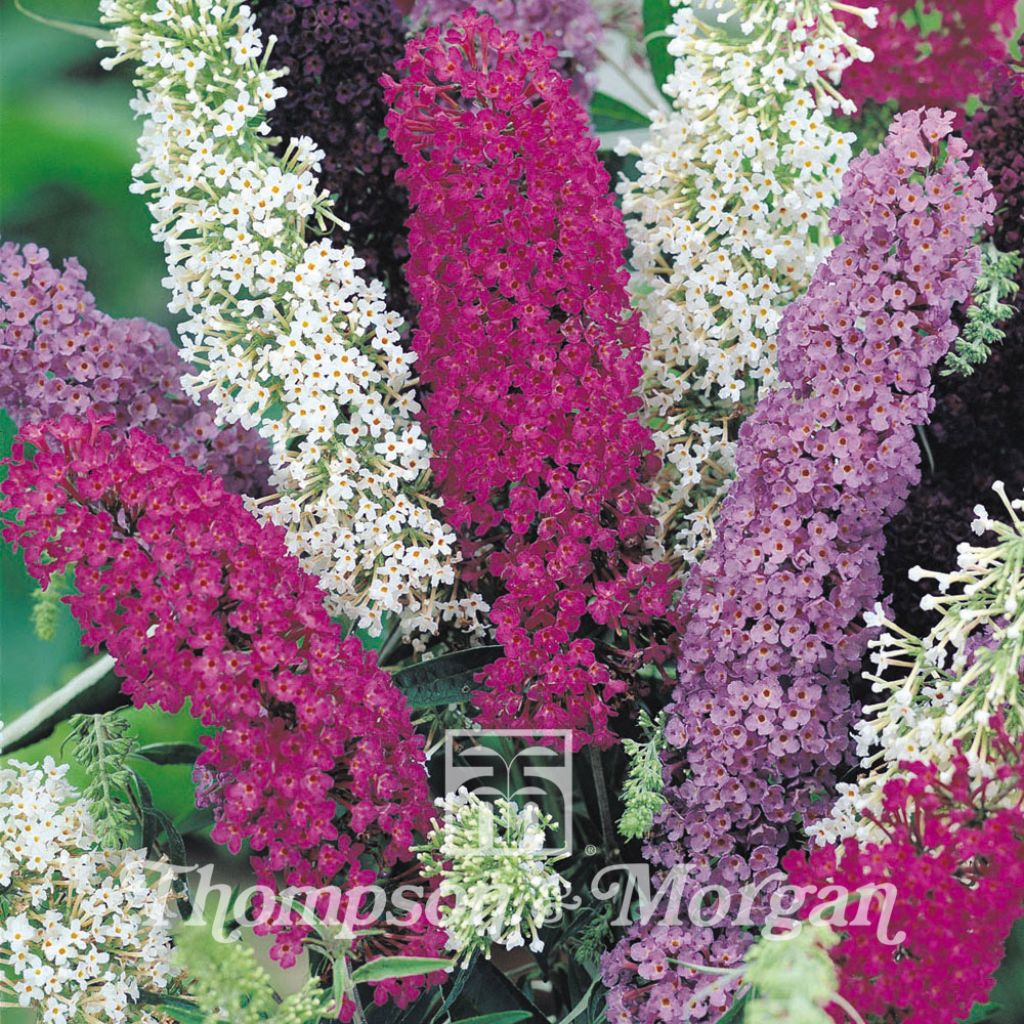 Buddleja Davidii (Mixed) 