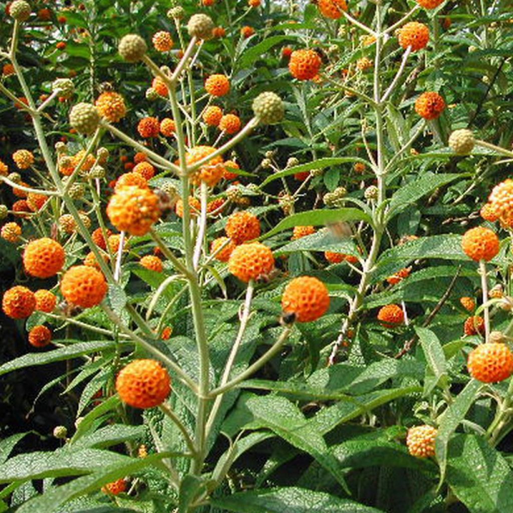 Buddleja globosa - Albero delle farfalle