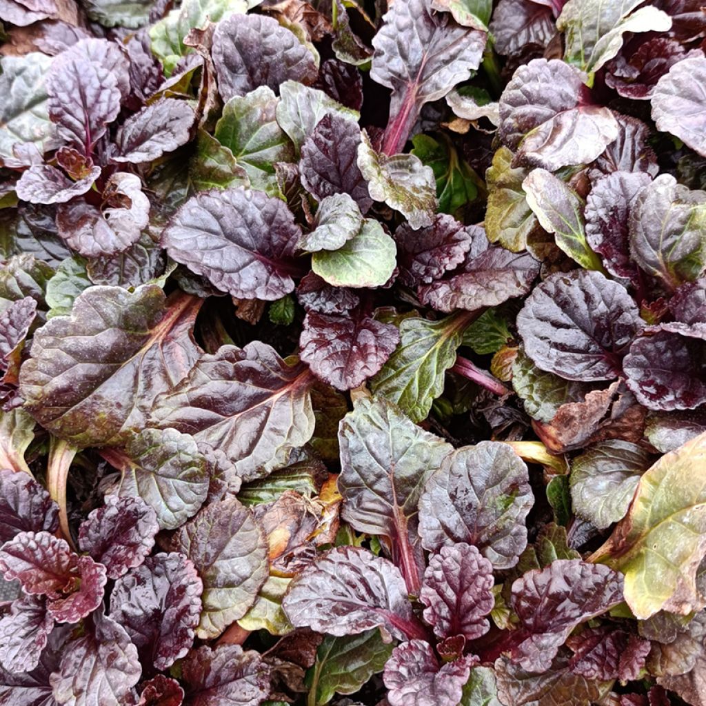 Bugle rampante - Ajuga reptans Black Scallop