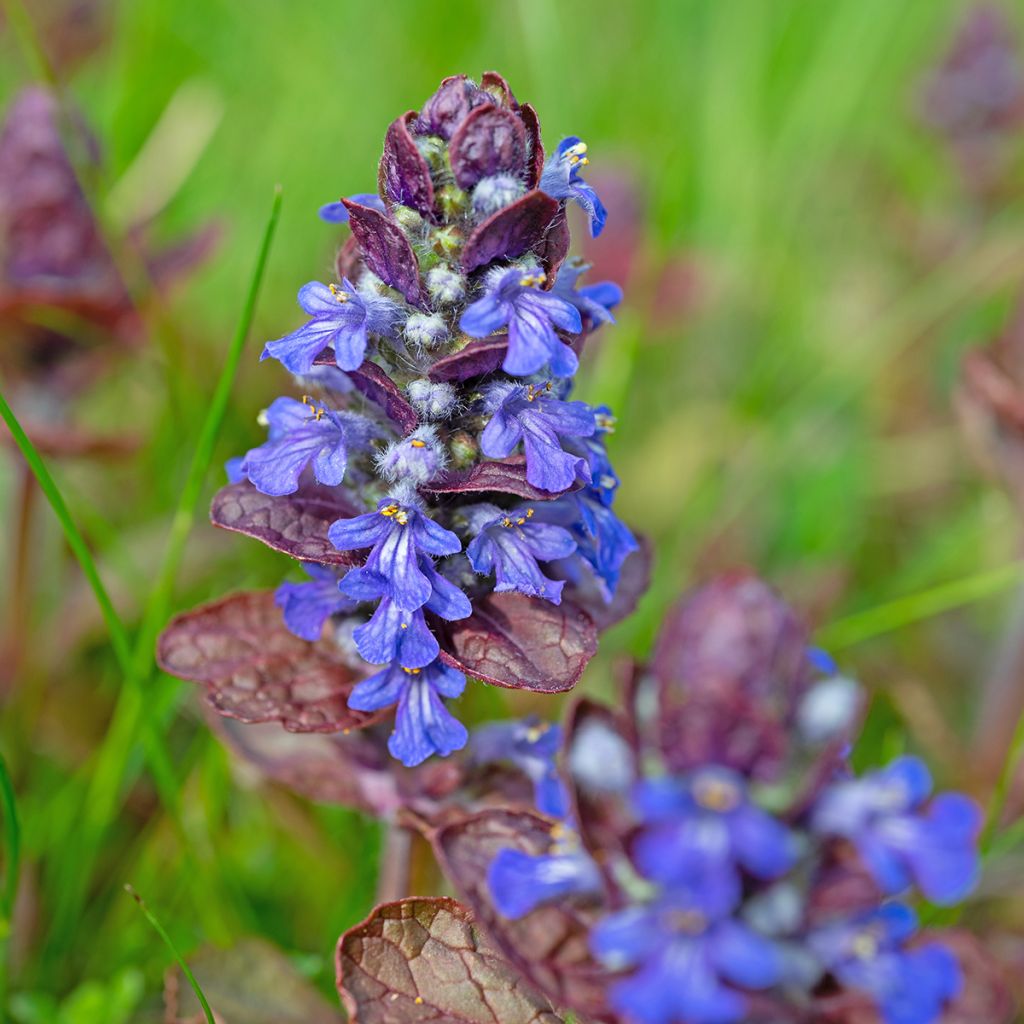 Ajuga reptans Atropurpurea - Bugola