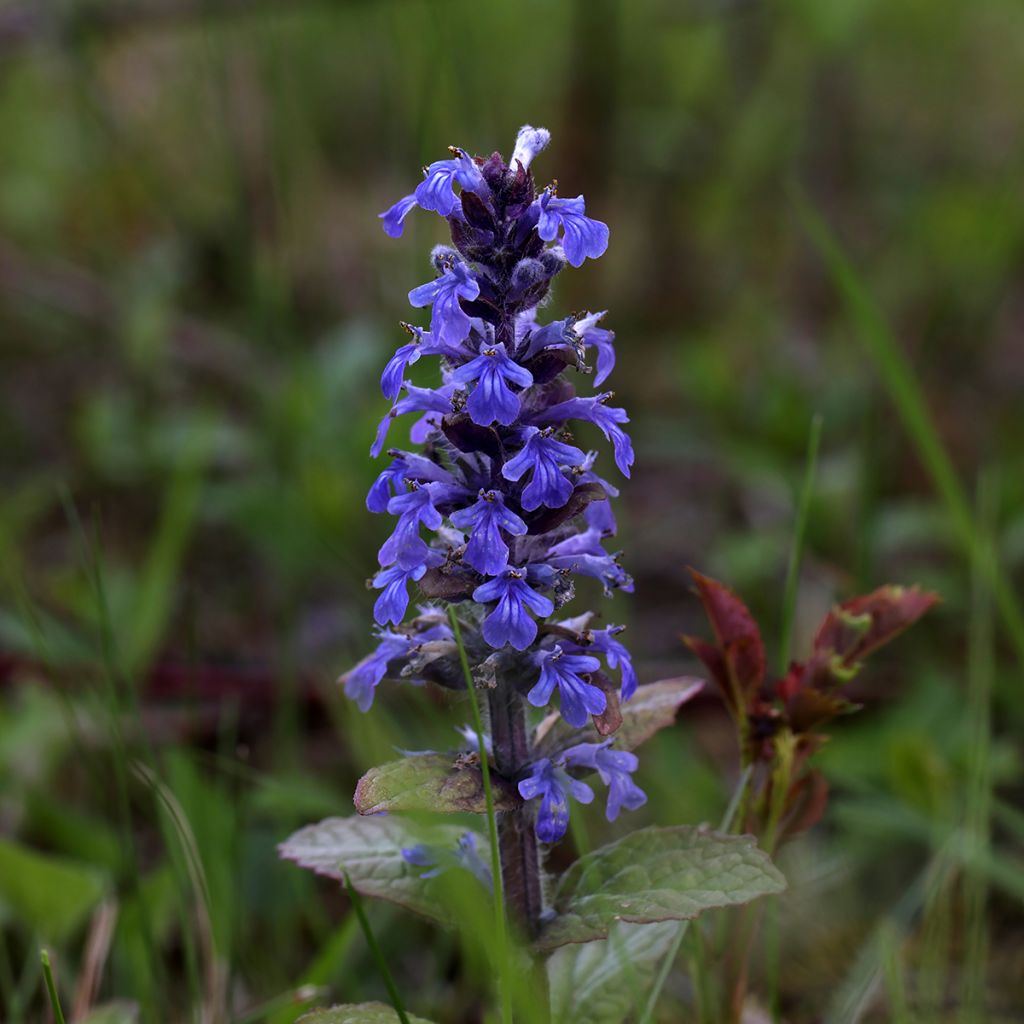 Ajuga reptans Atropurpurea - Bugola