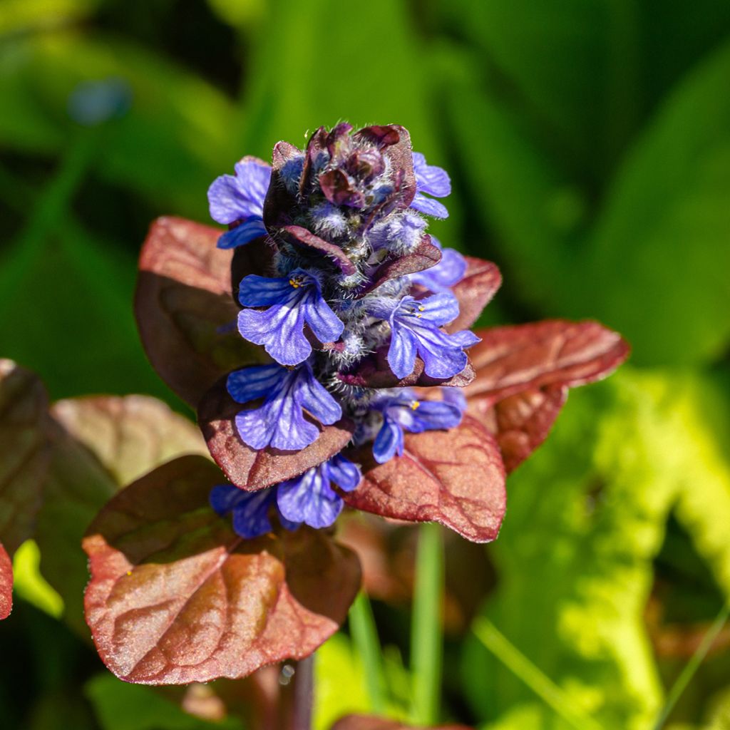 Ajuga reptans Atropurpurea - Bugola