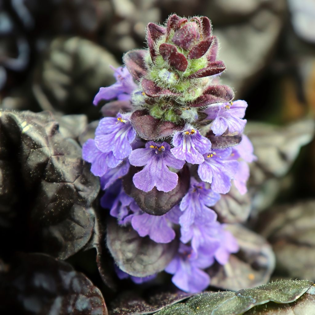 Ajuga reptans Black Scallop - Bugola