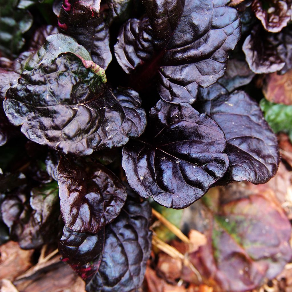 Ajuga reptans Black Scallop - Bugola