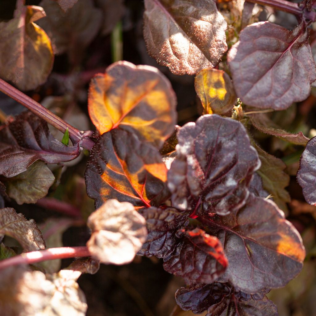 Ajuga reptans Black Scallop - Bugola