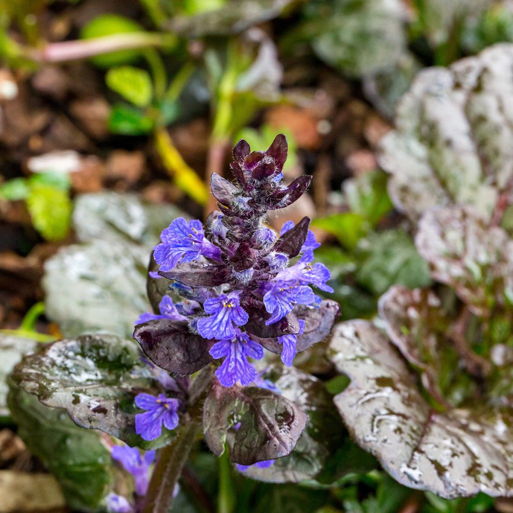 Ajuga reptans Black Scallop - Bugola