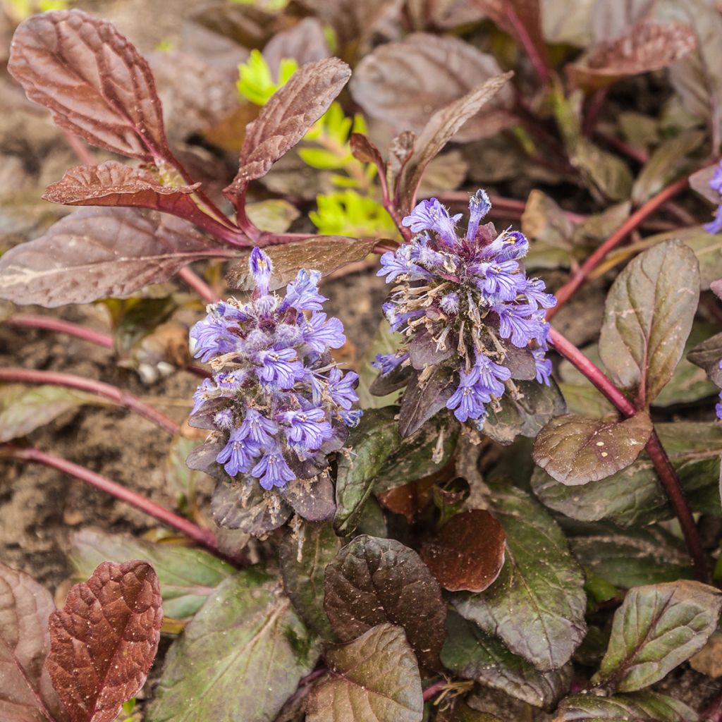 Ajuga reptans Braunherz - Bugola