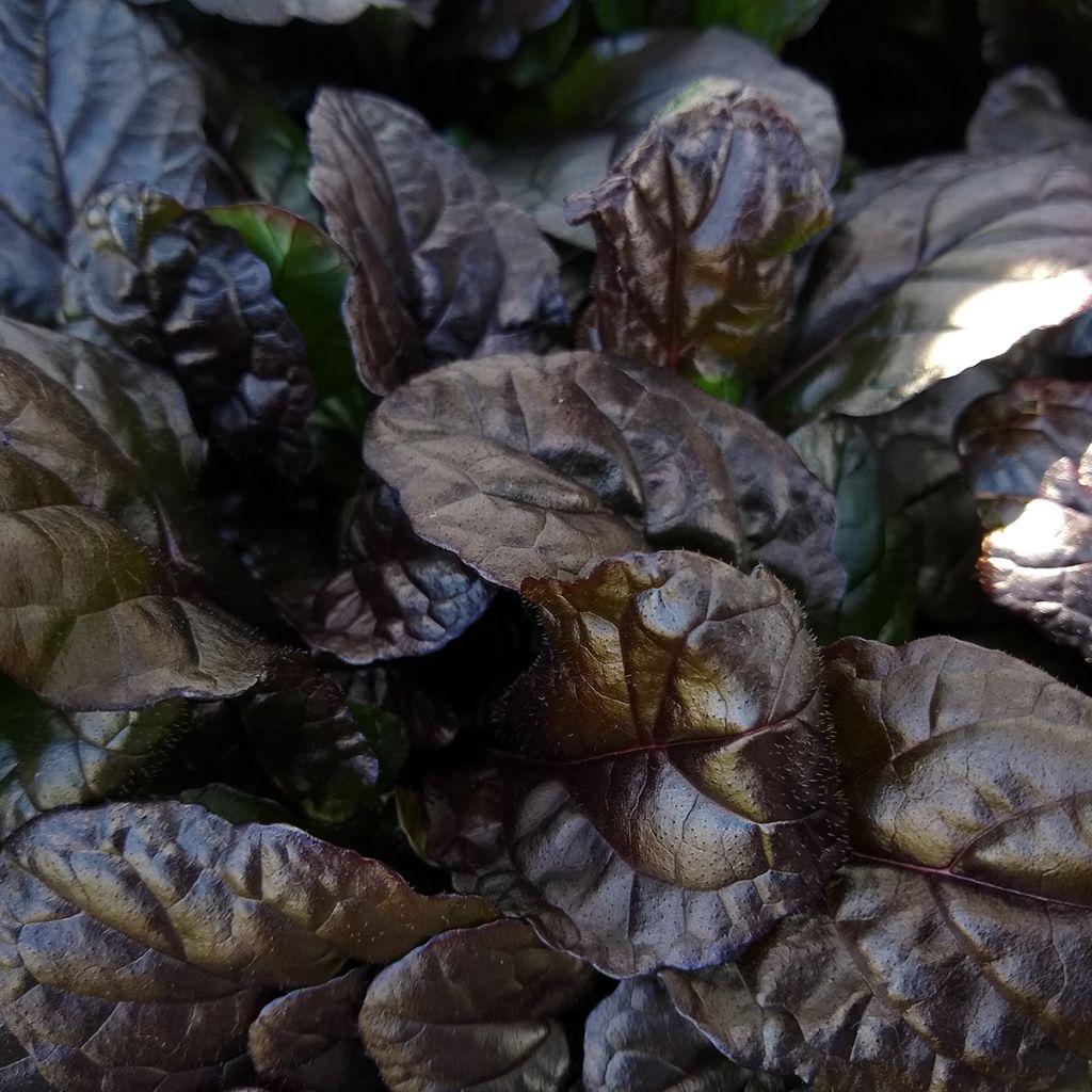 Ajuga reptans Braunherz - Bugola