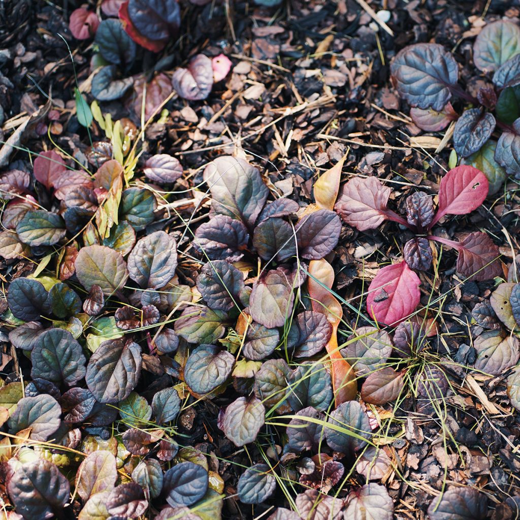 Ajuga reptans Catlin's Giant - Bugola