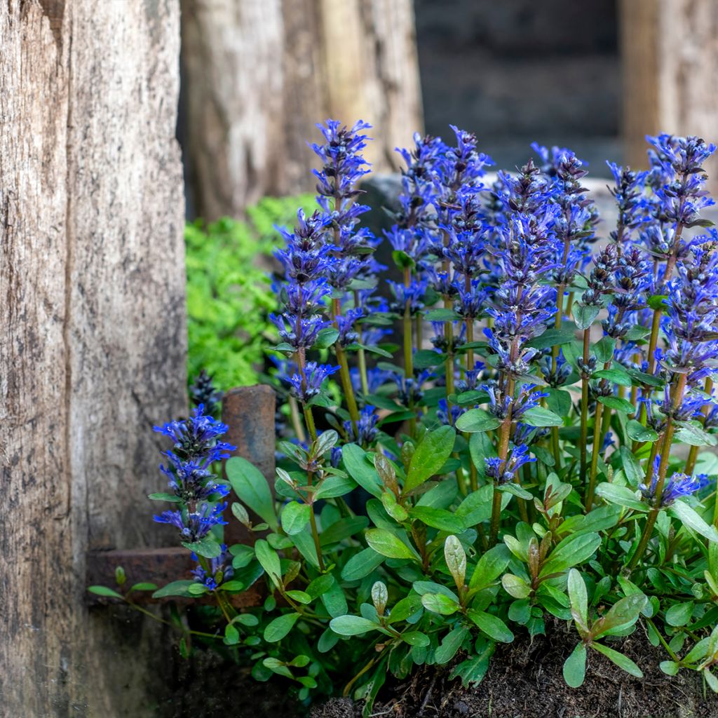 Ajuga reptans - Bugola