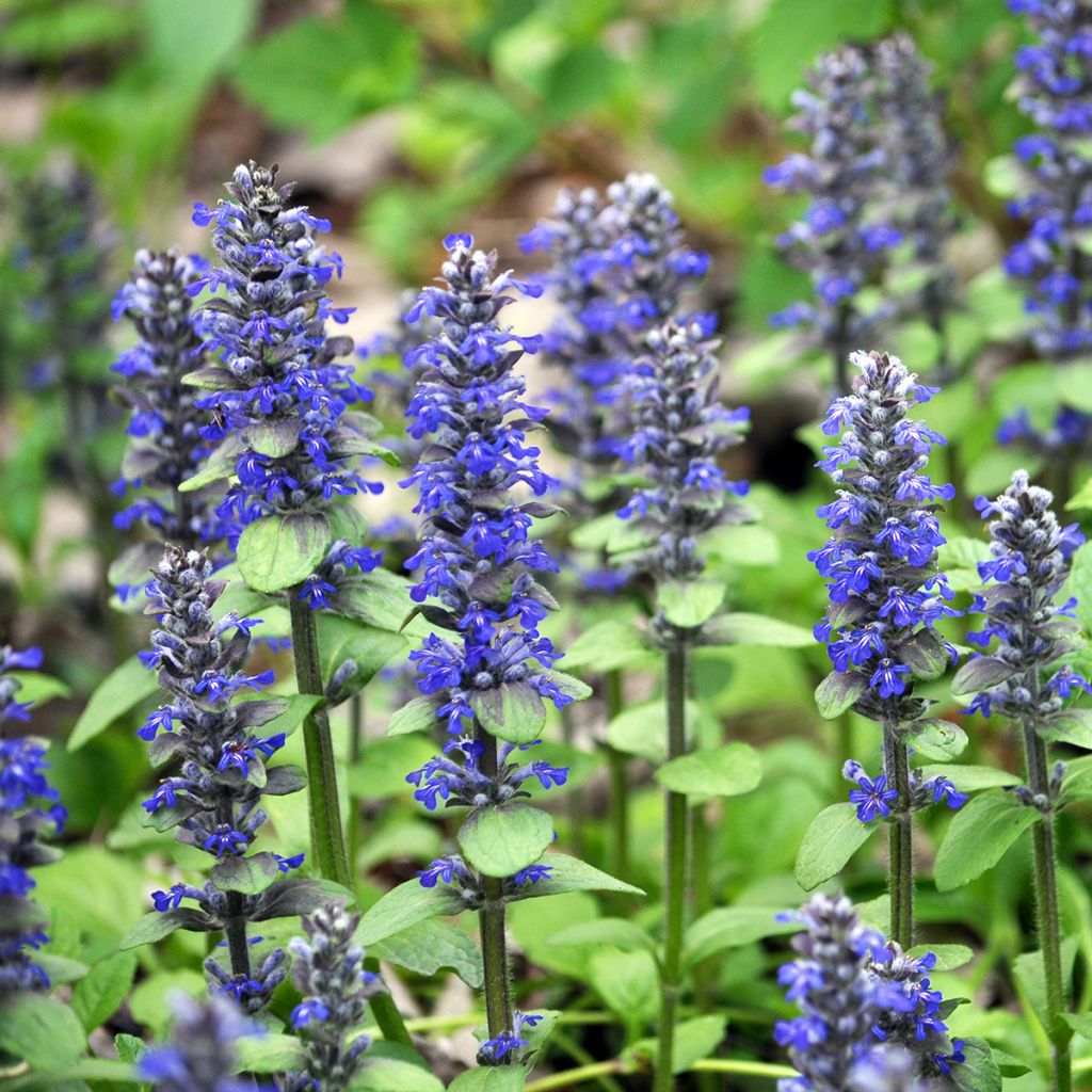 Ajuga reptans - Bugola