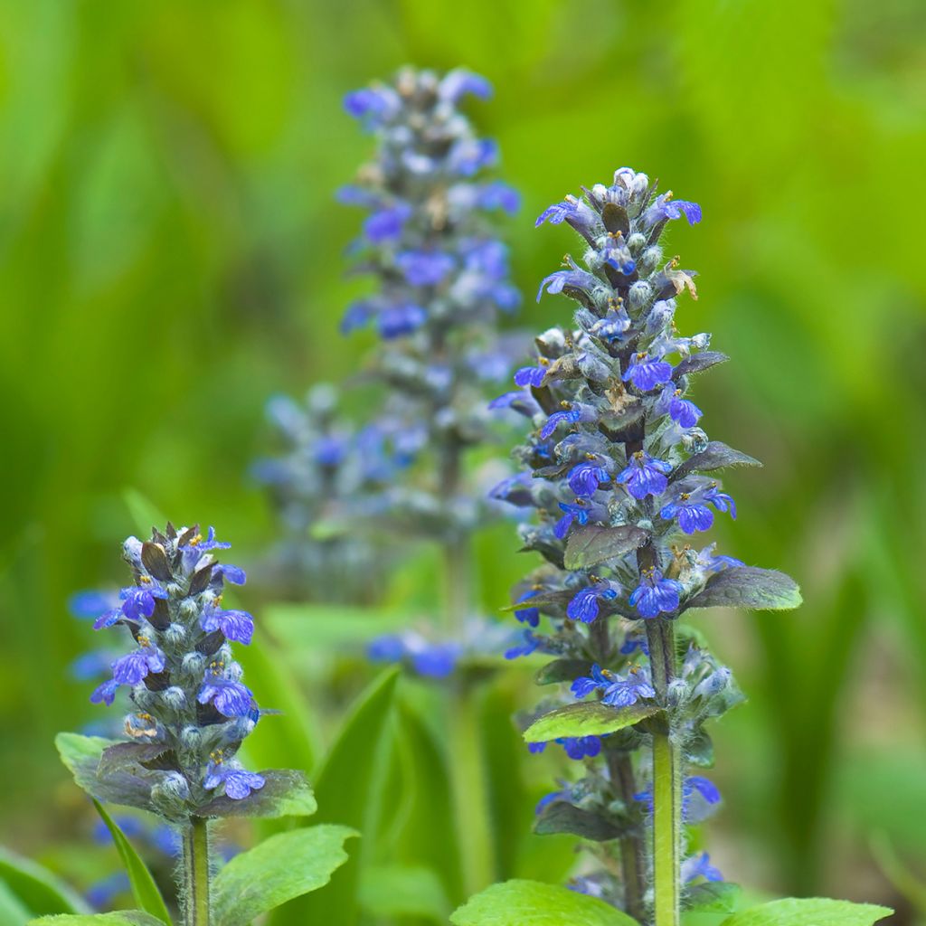 Ajuga reptans - Bugola