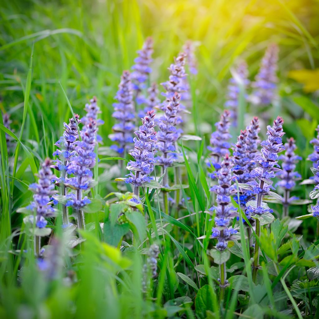 Ajuga reptans - Bugola