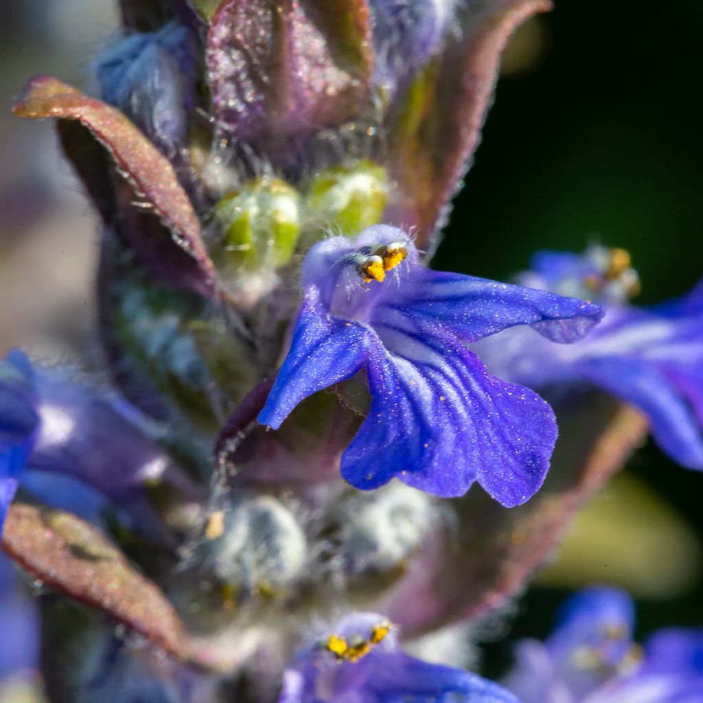 Ajuga reptans - Bugola