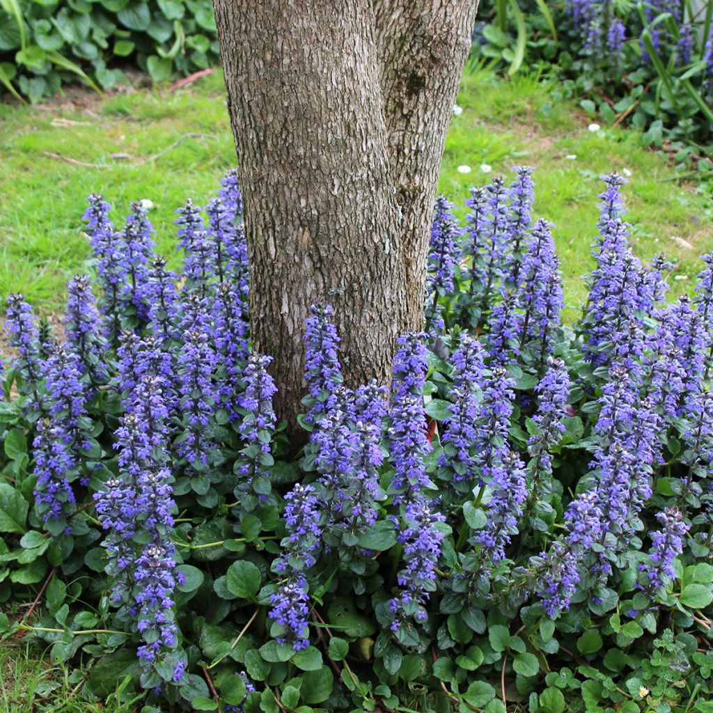 Ajuga reptans - Bugola