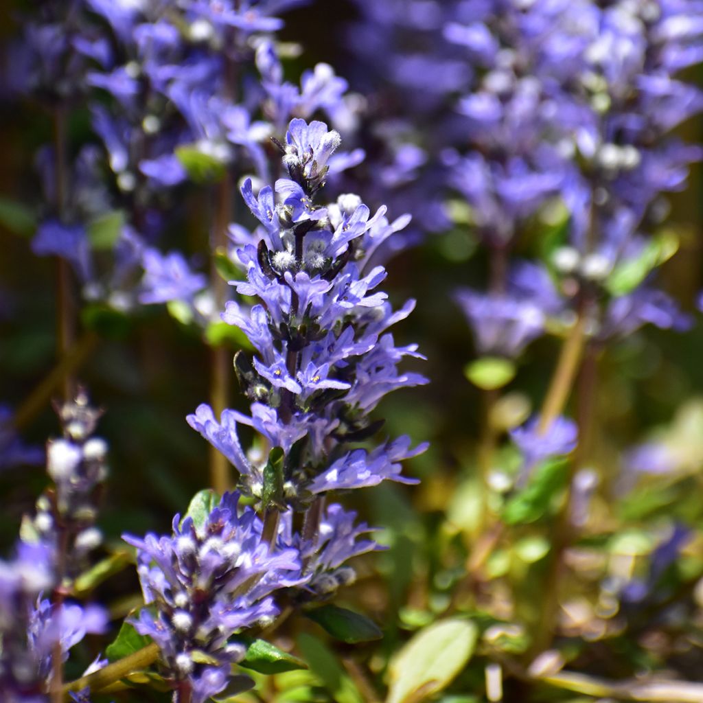 Ajuga Chocolate Chip - Bugola