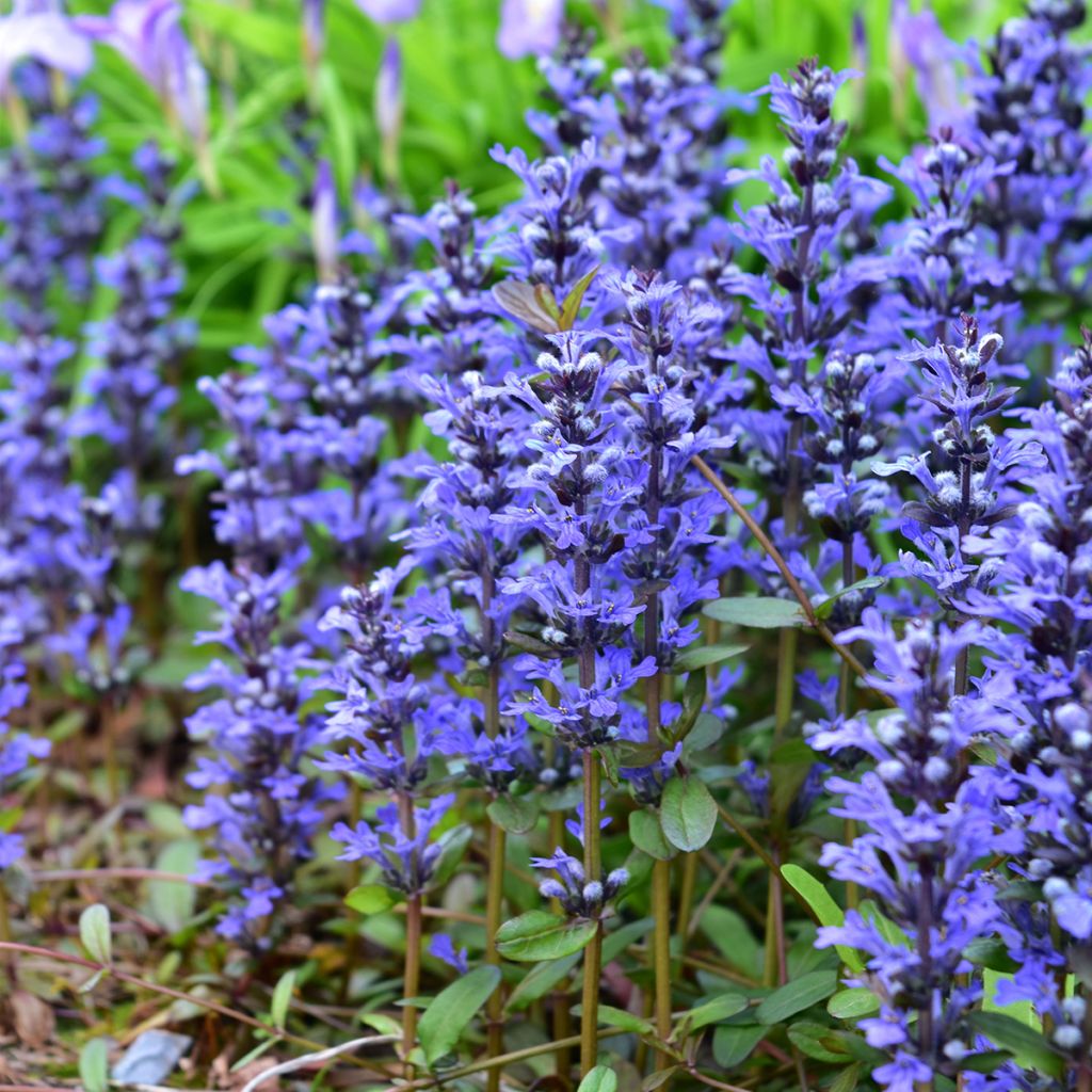 Ajuga Chocolate Chip - Bugola