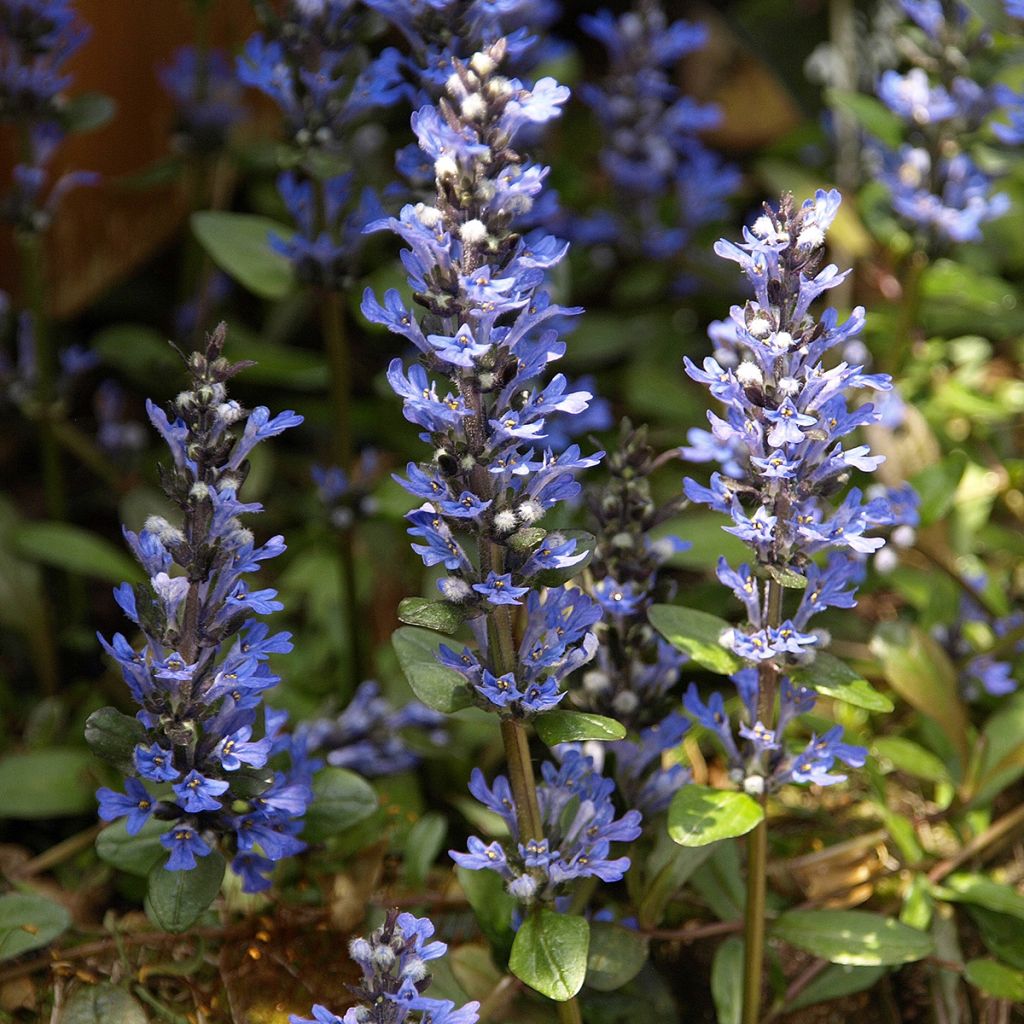 Ajuga Chocolate Chip - Bugola