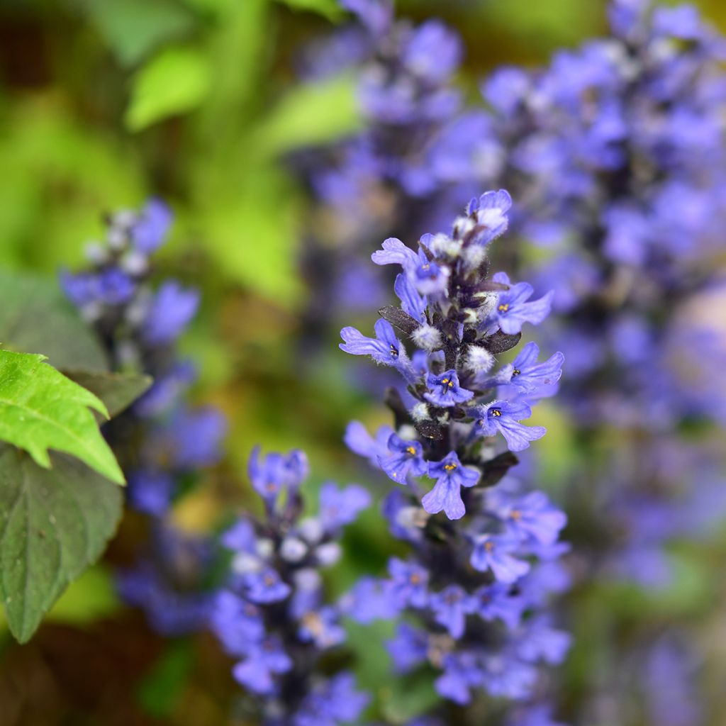 Ajuga Chocolate Chip - Bugola