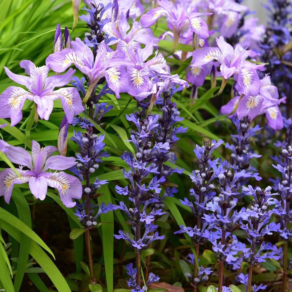 Ajuga Chocolate Chip - Bugola