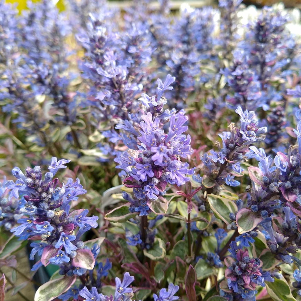 Ajuga Dixie Chip - Bugola