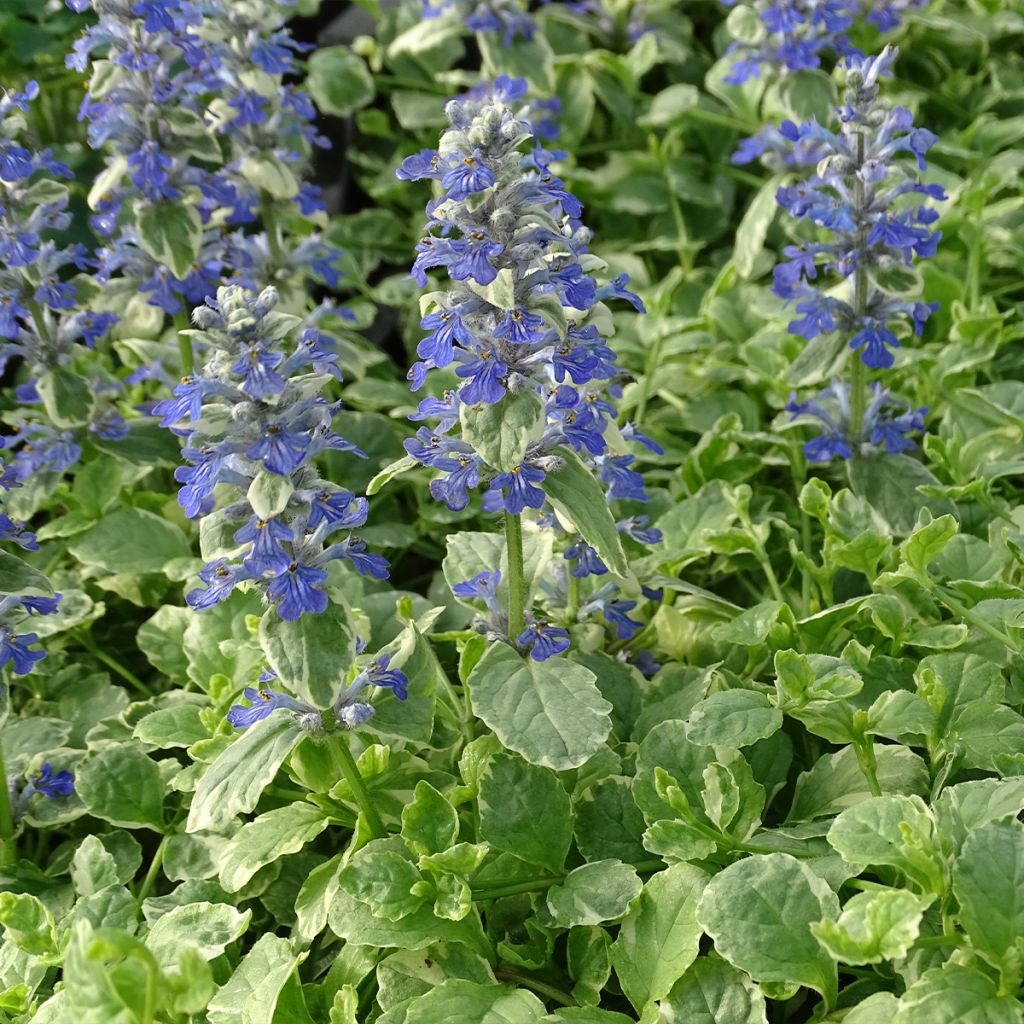 Ajuga reptans Variegata - Bugola