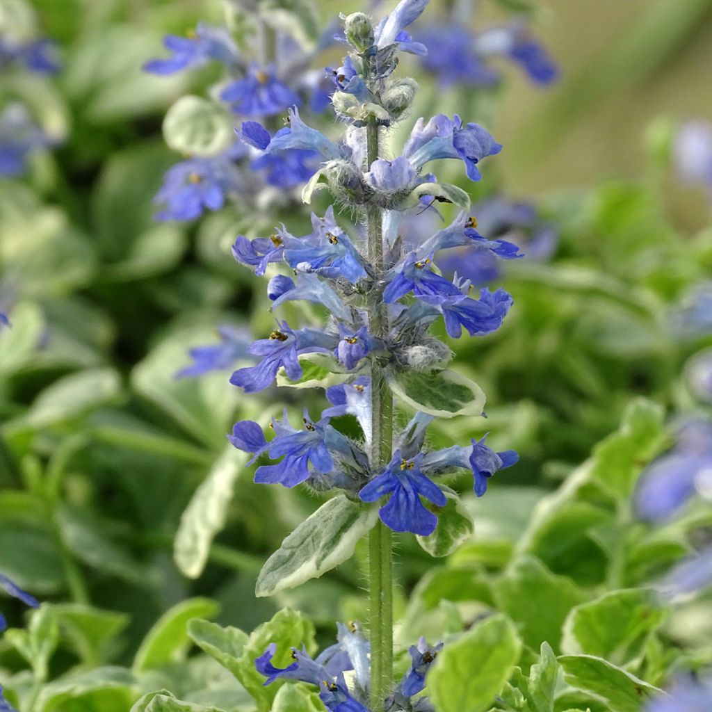 Ajuga reptans Variegata - Bugola