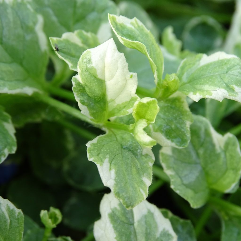 Ajuga reptans Variegata - Bugola