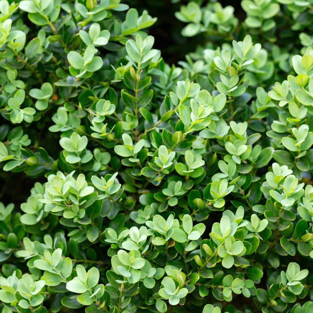 Buxus microphylla Faulkner - Bosso microfillo