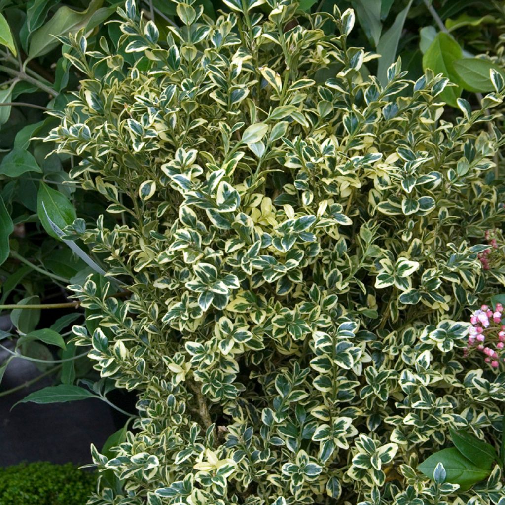 Buxus sempervirens Elegans - Bosso variegato