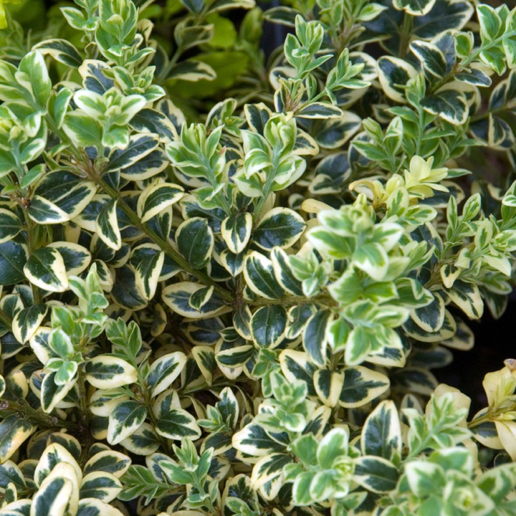 Buxus sempervirens Elegans - Bosso variegato