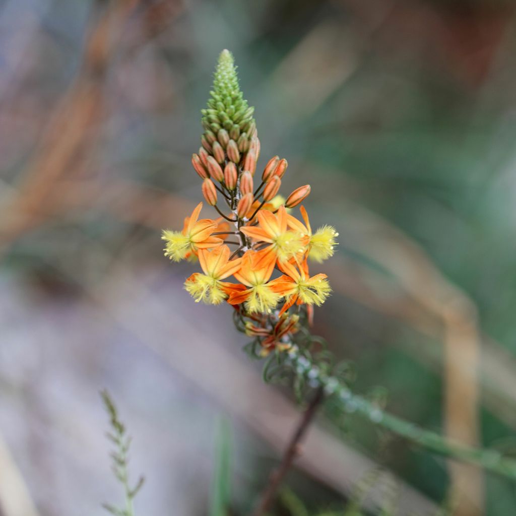 Bulbine frutescens - Fiore di serpente