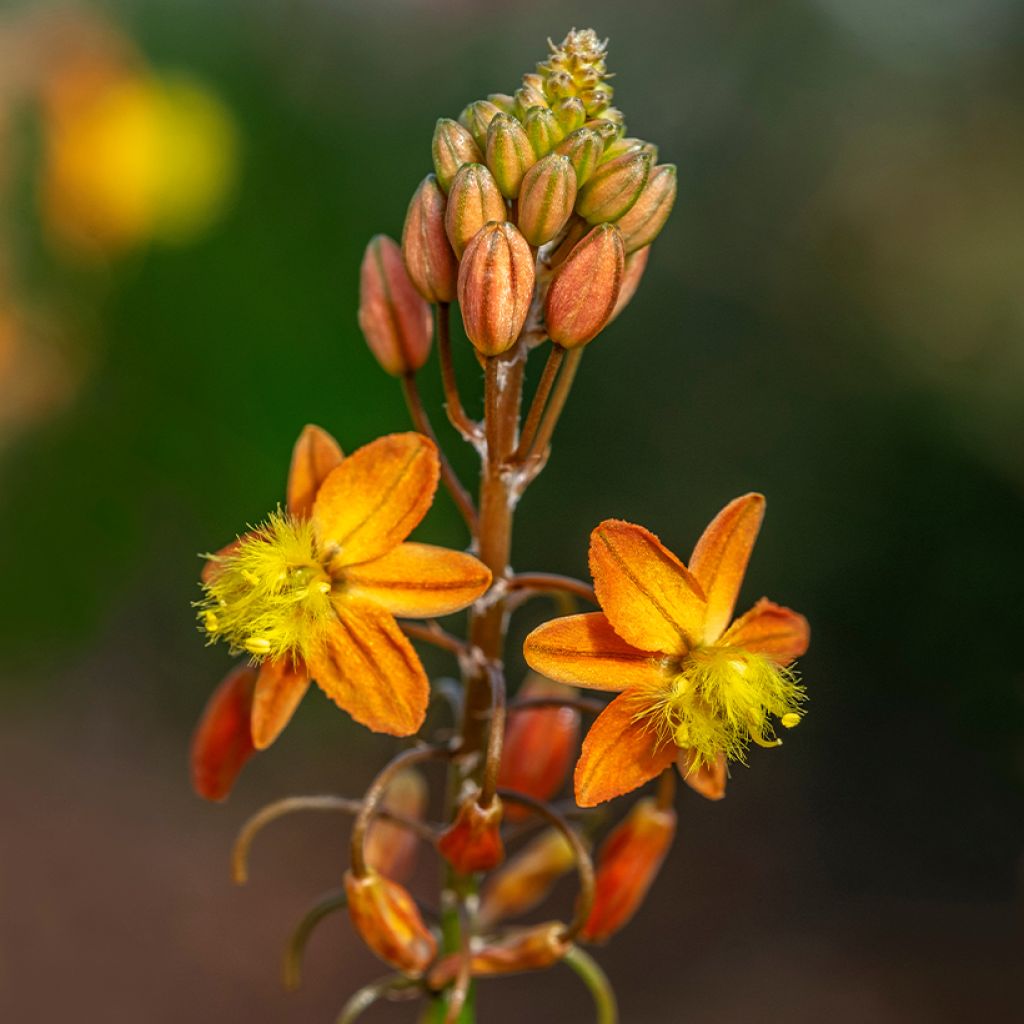 Bulbine frutescens - Fiore di serpente